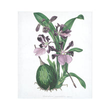 Load image into Gallery viewer, Epidendrum Macrochilum roseum Cotton Linen Wall Tapestry 51"x 60"