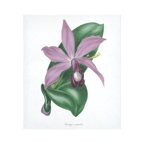 Cattleya Superba Cotton Linen Wall Tapestry 51