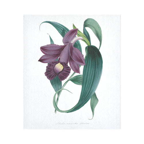 Sobralia macantha splenda Cotton Linen Wall Tapestry 51