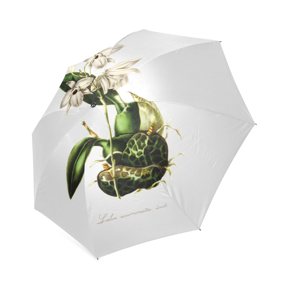 laelia acuminata Foldable Umbrella