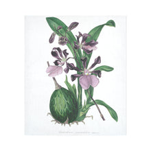 Load image into Gallery viewer, Epidendrum Macrochilum roseum Cotton Linen Wall Tapestry 51&quot;x 60&quot;