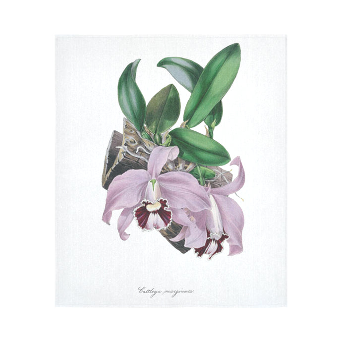 Cattleya Marginata Cotton Linen Wall Tapestry 51